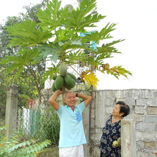 Ai cao hơn? Vườn Nhà Mình